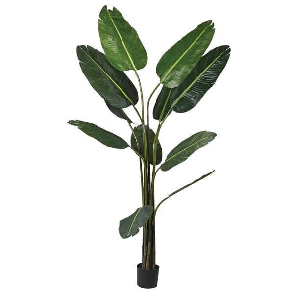 Banana Palm Tree 190 cm in black plastic pot