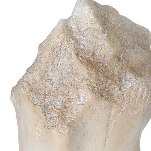 Cream Abstract Horse Head Sculpture – 50 cm