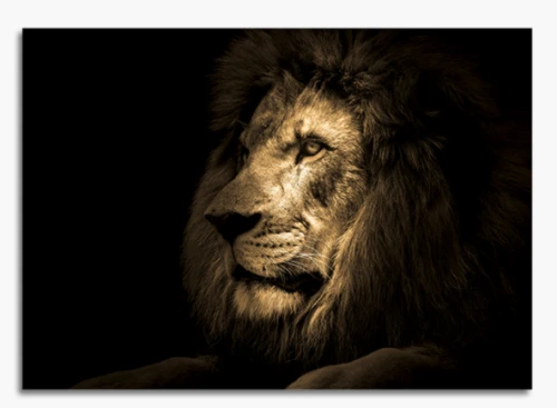 Majestic Lion Glass Wall Art 70 × 100 cm – Beige and Black Lion Portrait