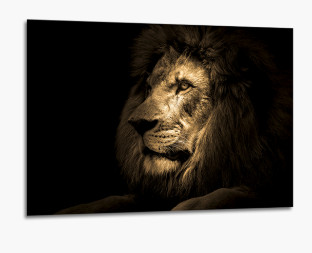 Large lion glass picture for a living room