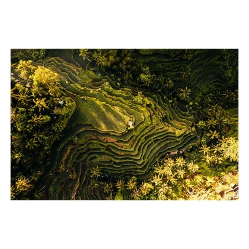 Rice Fields Glass Wall Art 80 × 120 cm – Green Aerial Landscape