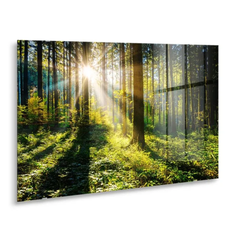 Sunlit woodland landscape printed on glass