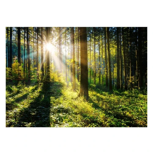 Sunny Forest Glass Wall Art 80 × 120 cm – Sunlit Woodland Landscape