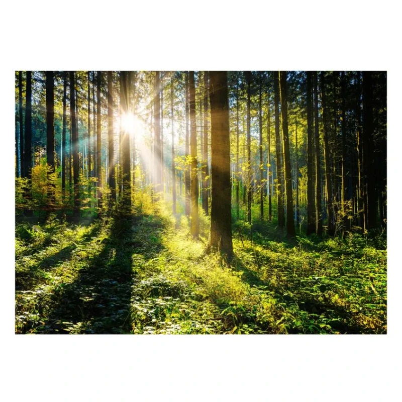 Forest landscape picture with bevelled glass edges