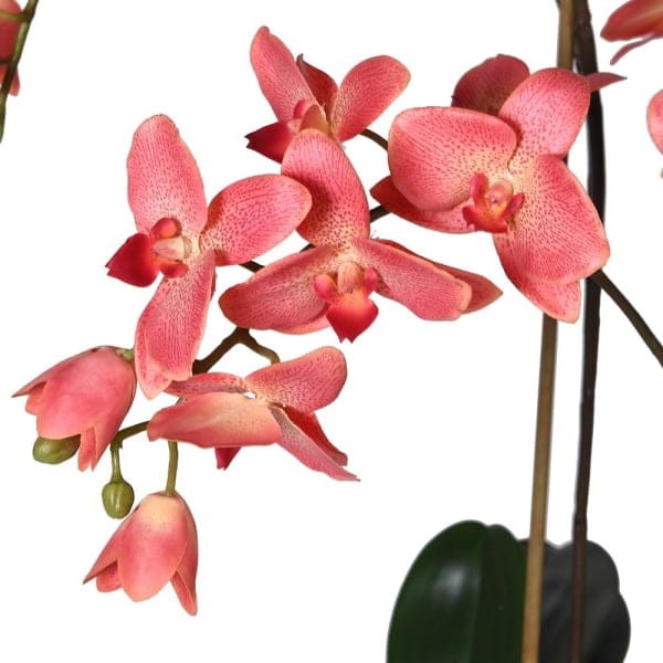Artificial dark pink orchid with green leaves in a clear glass pot