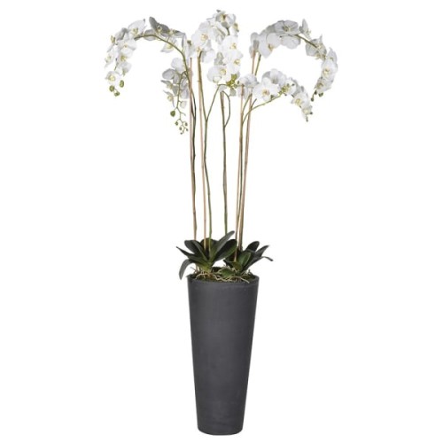 White Artificial Orchid in Tall Planter 186 cm